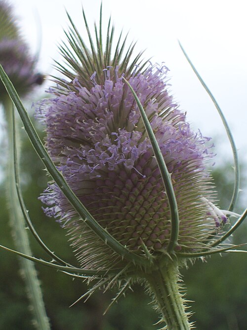 Dipsacus fullonum の花頭