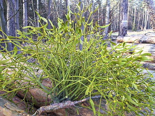 ポーランドのヨーロッパアカマツに生える V. a. austriacum