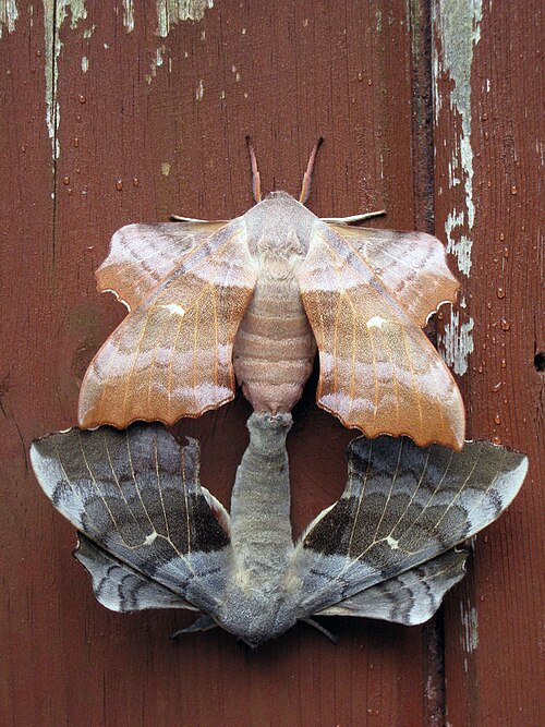ポプラ オオスカシバ (Laothoe Populi) の交尾