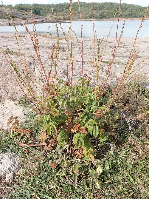 ノルウェー諸島の植物