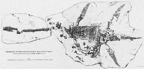 細長い首、小さな頭蓋骨、パドルを持つ生き物の部分的に完成した骨格の絵