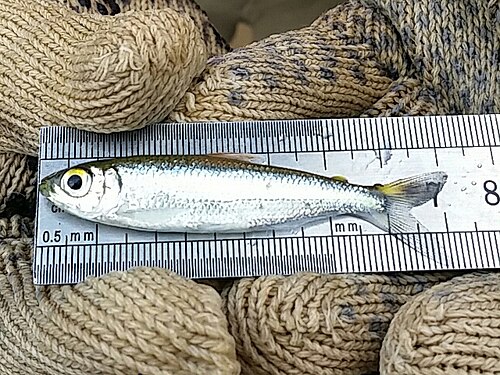 定規の上に広げられた Bryconops alburnoides の画像。頭から尾の先までの長さが 7 cm であることを示しています。