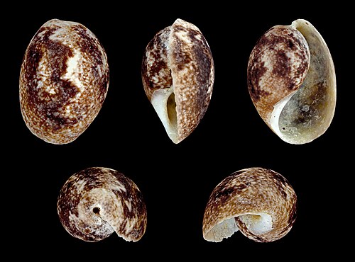 Bulla ampulla（ブル科）。