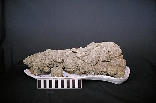 サスカチュワン州南西部で発見された肉食恐竜の糞石