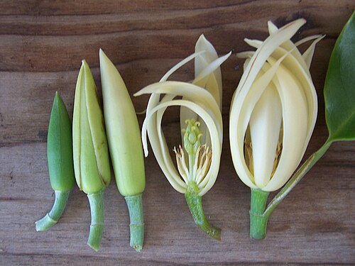 様々な発達段階にある花被片を示すモクレン（Magnolia × alba）の花