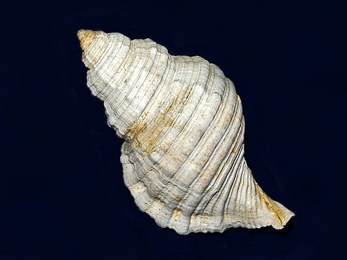 イタリアの鮮新世から発見されたモノプレックス・パルテノペウスの化石殻