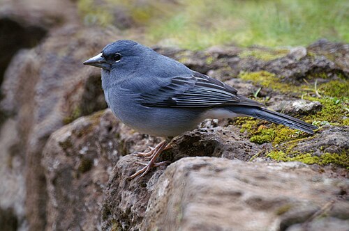 テネリフェ島アオズアオアトリ (Fringilla teydea)