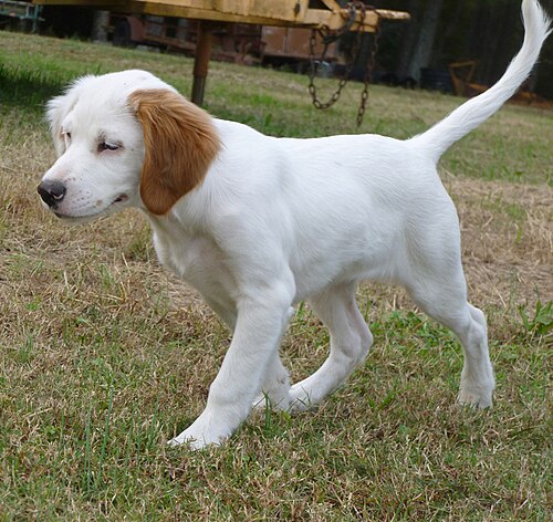 色がまだ完全に発達していない子犬