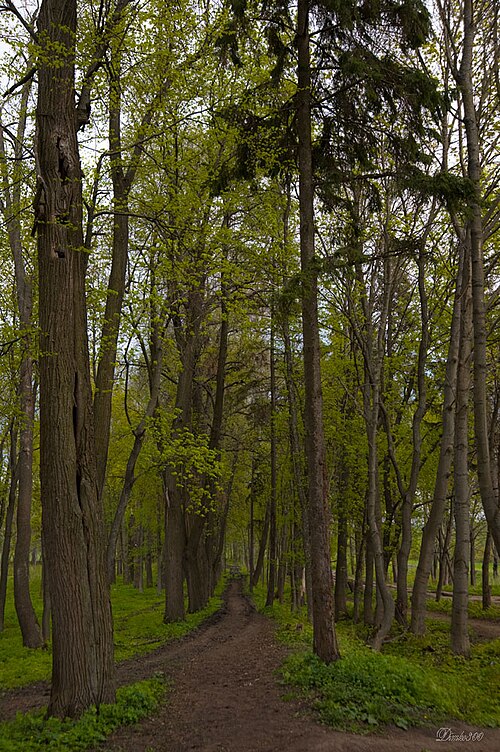 ノヴォトムニコヴォのセロにある公園。モルシャンスキー地区のロシアの保護地域。