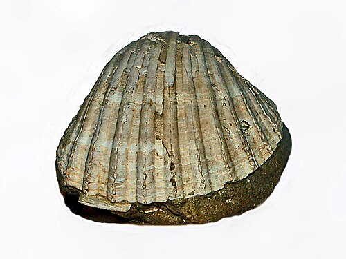 Anthocardia tuberculata の化石、鮮新世、アスティ (イタリア)
