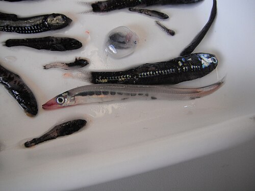 メキシコ湾でトロール網によって捕獲された中深層性餌魚のコレクション。ハダカイワシ類、アンコウの幼生、ヒゲクイムシ類、バラクーダ類などが含まれる。