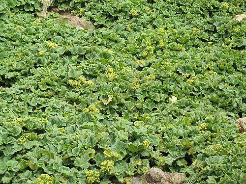 マッコーリー島の植物、アゾレラ・ポラリス