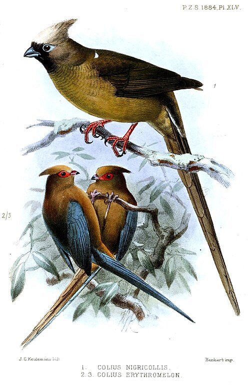 1884 年の図、1. Colius nigricollis = Colius striatus nigricollis、2. Colius erythromelon = Urocolius indicus indicus