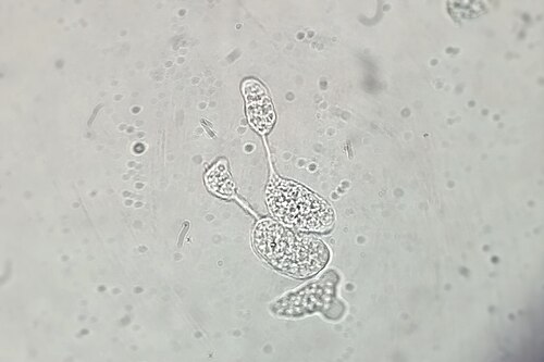 二分裂による乗算