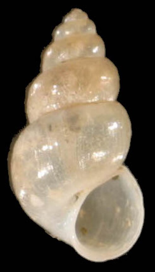 ovate-conic