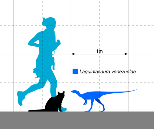 サイズ図