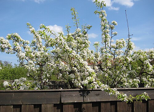 梨の花が満開。
