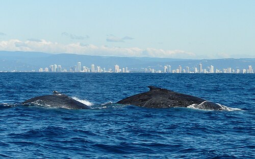 建物を背景に水面に浮かぶクジラの写真