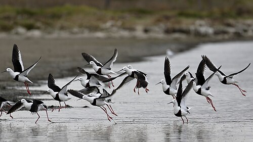 曇りの日に浅い湖から飛び立つ15羽の茶色と白の鳥