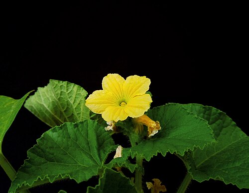 ハニーデューメロンの花