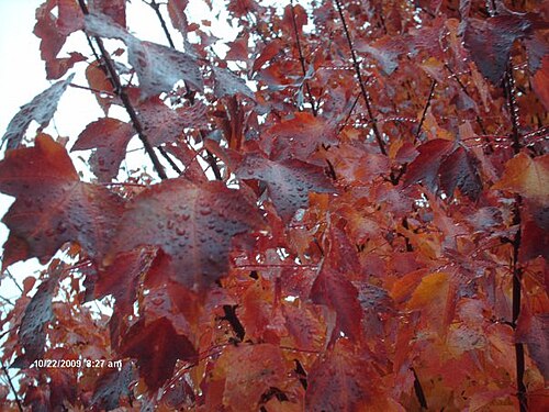 Acer × freemanii 'Autumn Blaze' (A. rubrum と A. saccharinum の交配種)