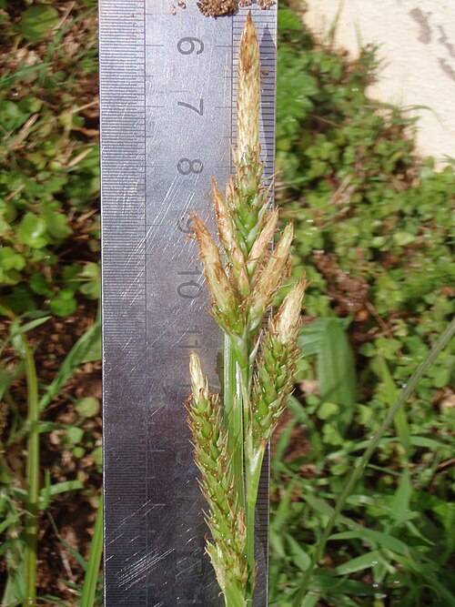 バミューダスゲ（Carex bermudiana）の花