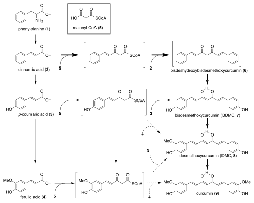 クルクミン生合成図