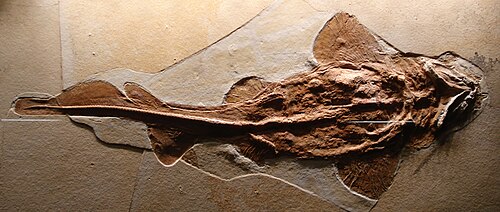 下から見上げた状態で保存されたサメの化石