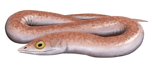四肢のない絶滅した両生類の甲脚類の古生物アート