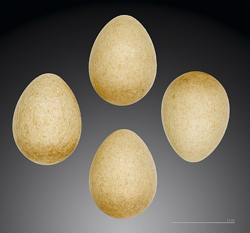 レグルス レグルス レグルス – MHNT