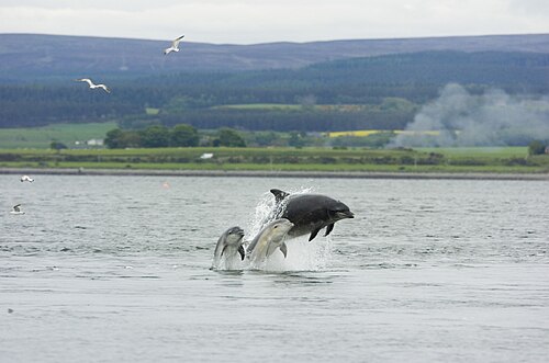 成体のメスのバンドウミガラスと2羽の幼鳥