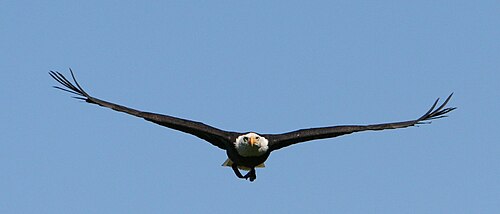 頭部が明るい色の黒っぽい鳥が、こちらに向かって飛んでくる。翼は浅い「V」字型に持ち上げられ、先端は上向きにカールしている。