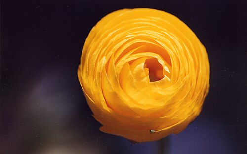 Ranunculus asiaticus、栽培形態