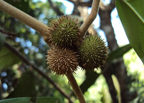 ペラヴォールのホペア・ポンガの虫こぶ