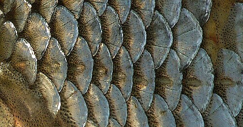 ゴキブリのサイクロイド鱗 (Rutilus rut​​ilus)