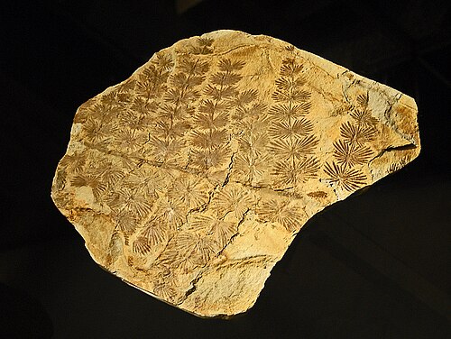 ミラノ市立自然史博物館に展示されているイタリア産のAnnularia stellataの標本