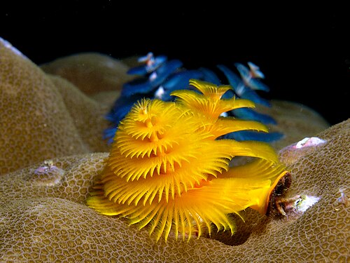 クリスマスツリーワーム（Spirobranchus giganteus）