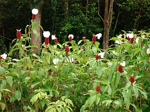 Costus speciosus、グアドループの湿地植物。