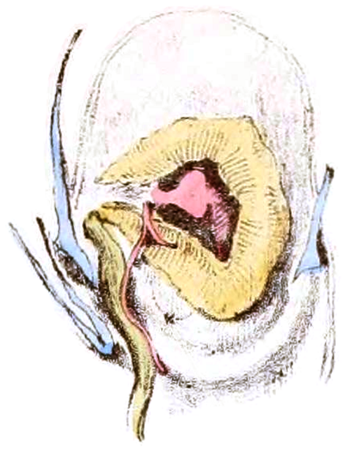 心臓は三角腎臓に囲まれています。右側には牽引筋が 1 つ、左側には牽引筋が 2 つ描かれています。