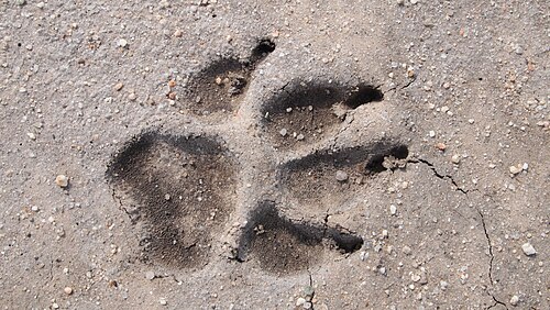 砂浜に残された犬の足跡の写真