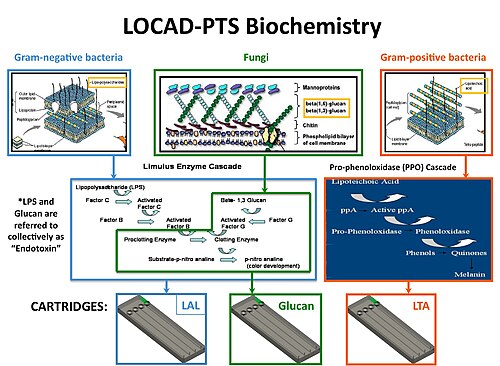 LOCAD-PTSカートリッジの3種類すべてに対応する酵素カスケード。