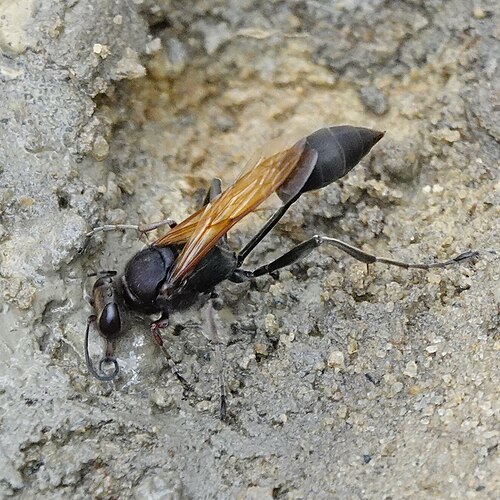 マダガスカルの S. (Sceliphron) fuscum。