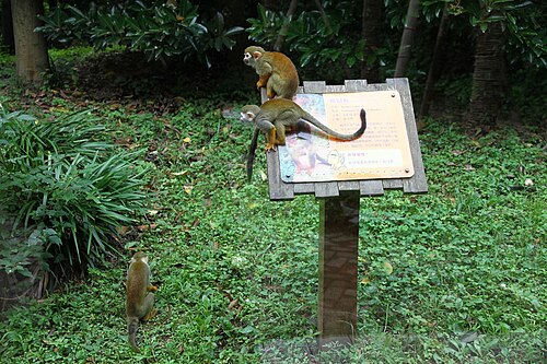 小さなサル