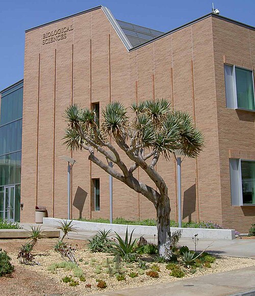 生物科学棟前の乾燥地帯向け造園