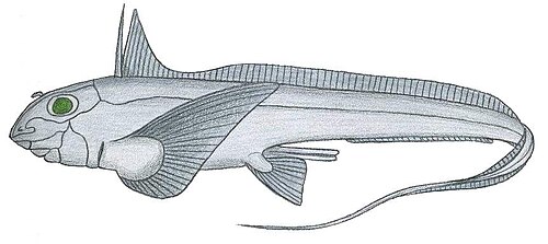 キューバギンザメ Chimaera cubana