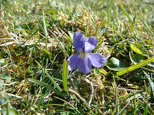 テニソンダウンで発見された小さな紫色の花