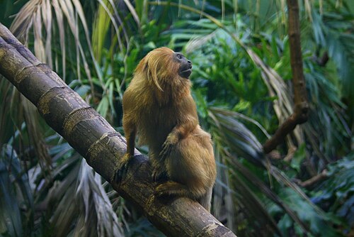 ゴールデンライオンタマリン（Leontopithecus rosalia）