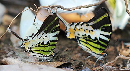 インドのソメシュワラ野生生物保護区で泥遊びをする五条ソードテール