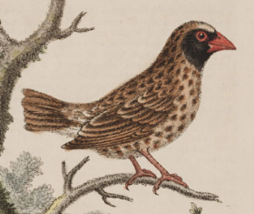 ジョージ・エドワーズによるエッチング、1760年出版