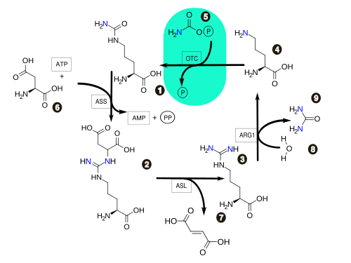 Urea cycle.